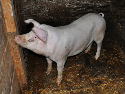 Silvestr 2013