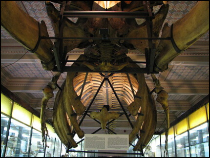 Národní muzeum
